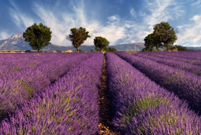 Lavender field in Provence, France Image shows a lavender field in the region of Provence, southern France, photographed on a windy afternoon