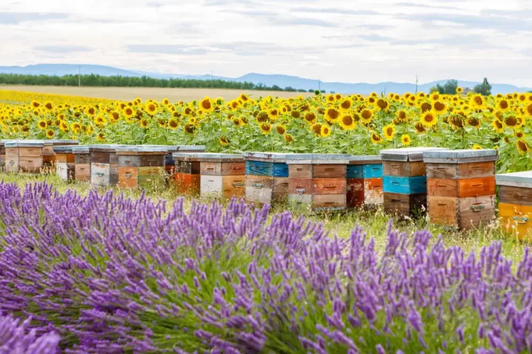 Where-to-place-a-beehive.webp Where-to-place-a-beehive.webp